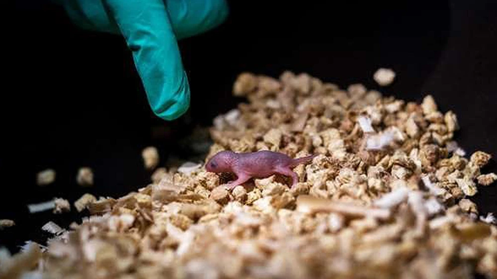 Chuột con khỏe mạnh ra đời từ 2 chuột cái. Ảnh: Phys.org