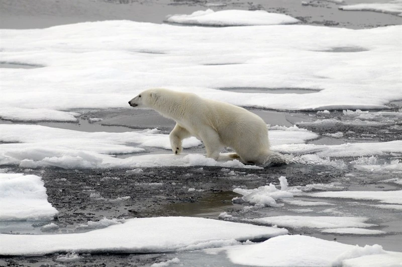 Gấu Bắc Cực trên dòng băng tan. Ảnh: CMS