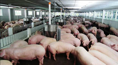 Nuôi 1.000 con lợn thịt có thể nhận hỗ trợ đến 5 tỉ đồng