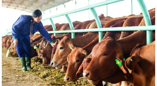 Doanh thu bán bò của Hoàng Anh Gia Lai sụt giảm mạnh