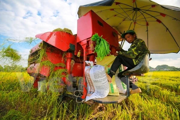Nông dân Đồng bằng sông Cửu Long thu hoạch lúa. 