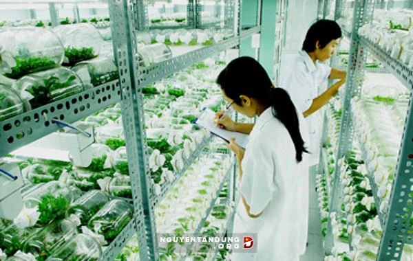 TPHCM: Giá trị sản xuất nông nghiệp đạt hơn 8.500 tỷ đồng 