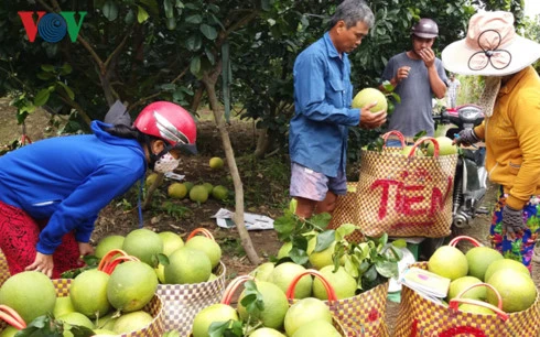 Bưởi da xanh là một trong các loại trái cây trồng được ở các tỉnh Tiền Giang- Bến Tre- Trà Vinh- Vĩnh Long, cần sự liên kết trong khâu trồng, chế biến xuất khẩu