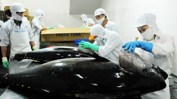 VASEP lo xuất khẩu cá ngừ bị ảnh hưởng vì 'thẻ vàng'