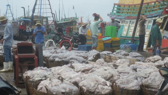 Ngư dân vận chuyển cá từ tàu lên bờ ở cảng Phước Tỉnh