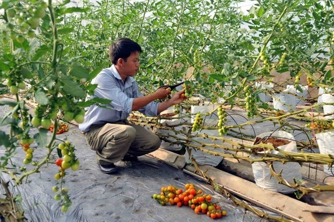 Thủ tướng yêu cầu gỡ vướng sản xuất nông nghiệp công nghệ cao