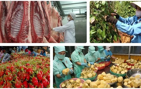 Nhiều “nút thắt” xuất khẩu nông sản Việt đang dần tháo gỡ