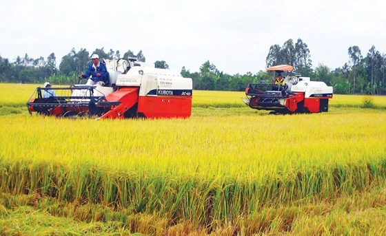 Nông dân Hậu Giang thu hoạch lúa trên cánh đồng mẫu lớn. Ảnh: CAO PHONG