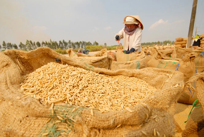 Việt Nam ký hợp đồng xuất khẩu gạo giá trị lớn với Philippines