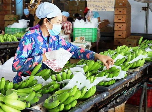 Dán tem kiểm định chất lượng sản phẩm tại Trang trại chuối xuất khẩu Huy Long An, Tây Ninh. (Ảnh: Lê Đức Hoảnh/TTXVN)