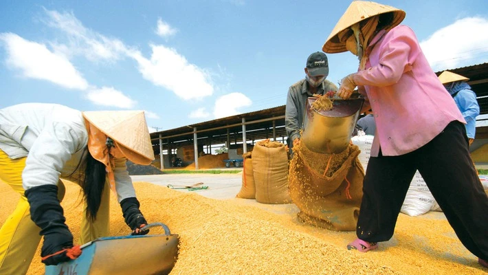 Bảo vệ gạo Việt Nam trước ảnh hưởng của biến đổi khí hậu