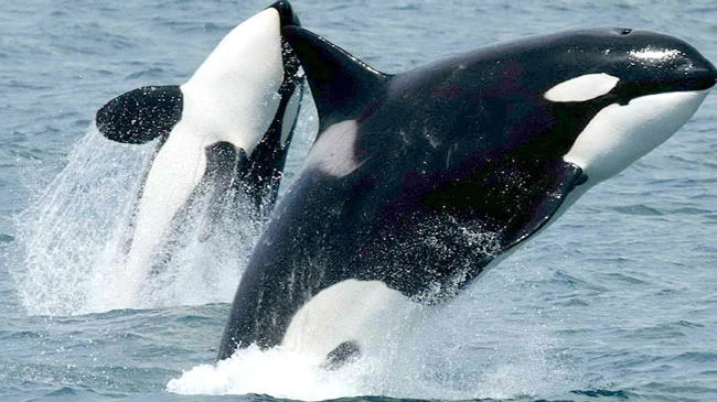 Gần 100 cá voi nuôi nhốt có nguy cơ chết cóng ở Nga