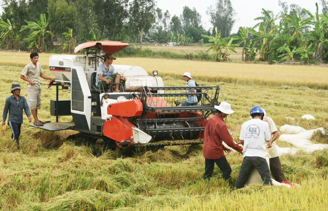 Yêu cầu doanh nghiệp đẩy nhanh thu mua lúa cho dân
