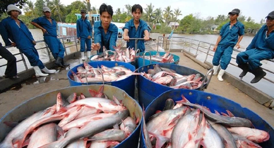 ASEAN là thị trường nhập khẩu cá tra Việt Nam lớn nhất hiện nay 