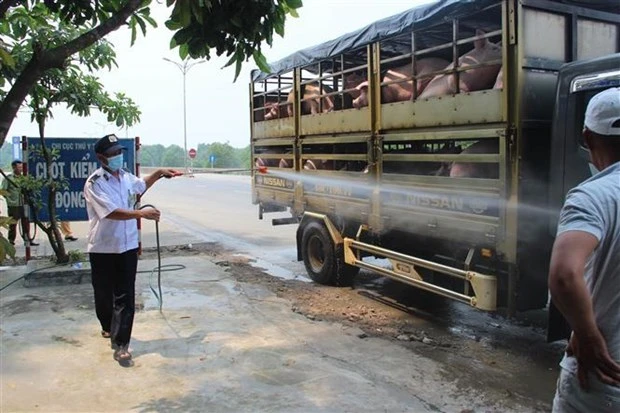 Thành lập Ban Chỉ đạo quốc gia phòng, chống dịch tả lợn châu Phi