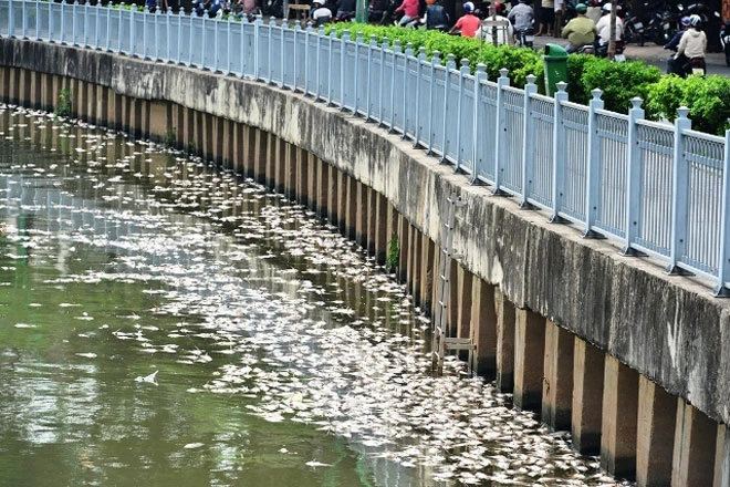Giảm đàn cá trên kênh Nhiêu Lộc – Thị Nghè