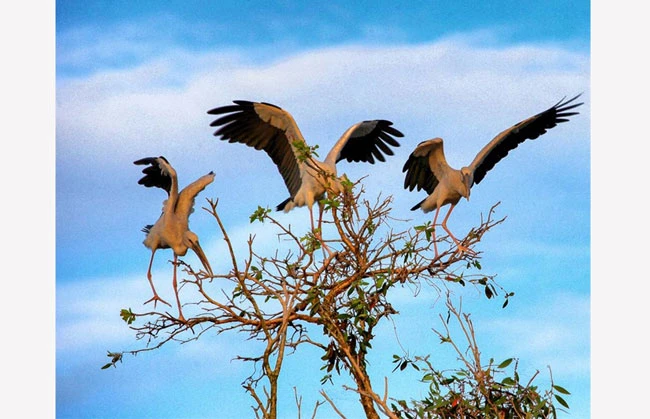 Những đàn chim sải cánh bay về tổ tạo nên bức tranh thiên nhiên sinh động cho rừng tràm (nguồn ảnh: Internet)