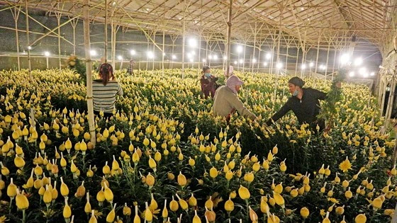 Vườn hoa sử dụng điện thắp sáng vào ban đêm tại Đà Lạt . Ảnh: ĐOÀN KIÊN