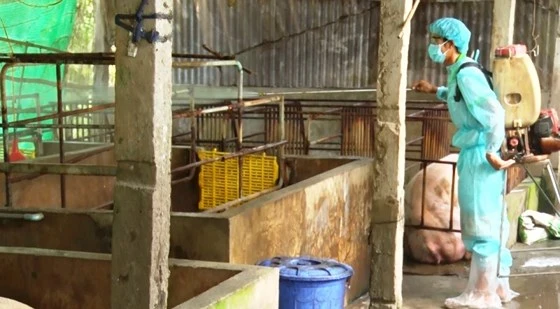 Lực lượng thú y tỉnh Kiên Giang phun thuốc khử trừng, phòng bệnh lây lan 