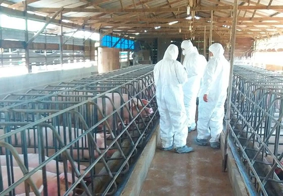 Cơ quan chức năng kiểm tra tại cơ sở xuất hiện bệnh tả lợn châu Phi tại thôn An Bình, xã Liên Hiệp, huyện Đức Trọng, Lâm Đồng