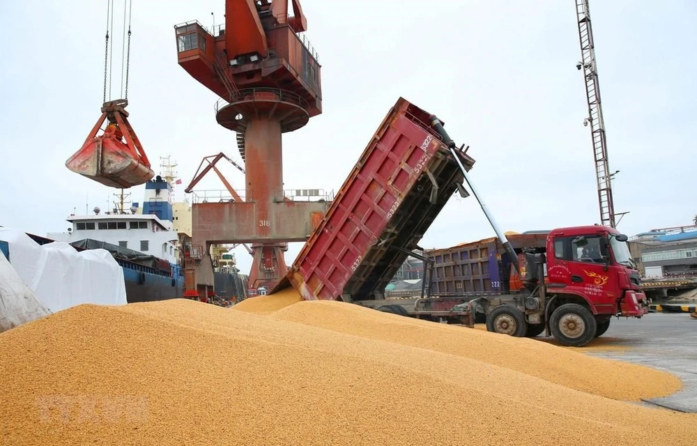 Công nhân bốc dỡ đậu tương nhập khẩu tại cảng Nam Thông, tỉnh Giang Tô của Trung Quốc. (Ảnh: AFP/TTXVN)