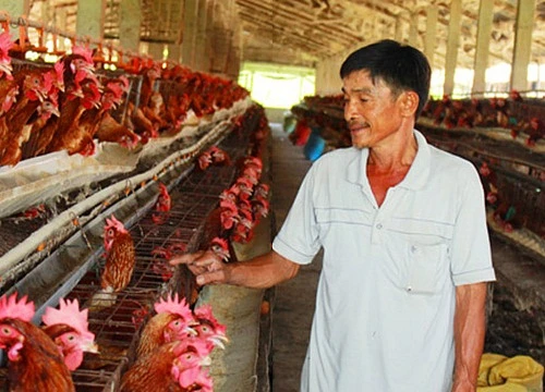 Doanh nghiệp Việt lại “nháo nhào” nuôi gia cầm