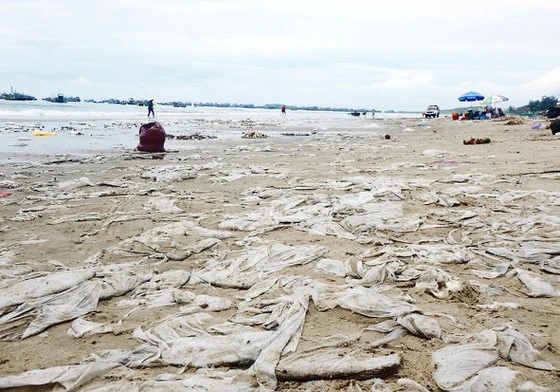 Cả một vùng bờ biển bãi Sau, Mũi Né bị phủ kín bởi rác thải