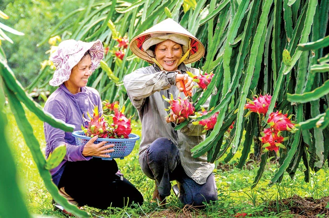 Lo ngại nhất của trái cây Việt Nam xuất khẩu là công đoạn chế biến sau thu hoạch không đạt chuẩn. Ảnh: L.THANH