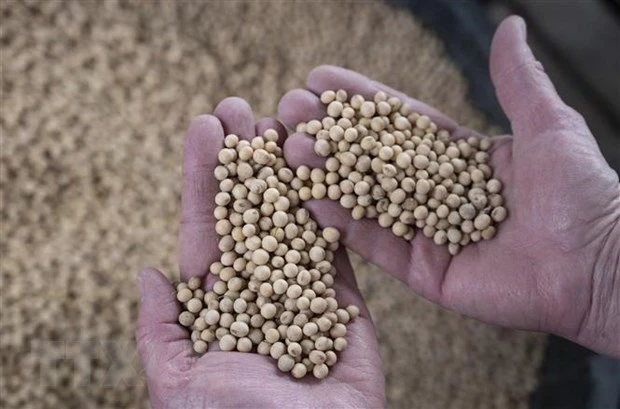 Nông dân thu hoạch đỗ tương tại Scribber, Nebraska, Mỹ. (Nguồn: AFP/TTXVN)