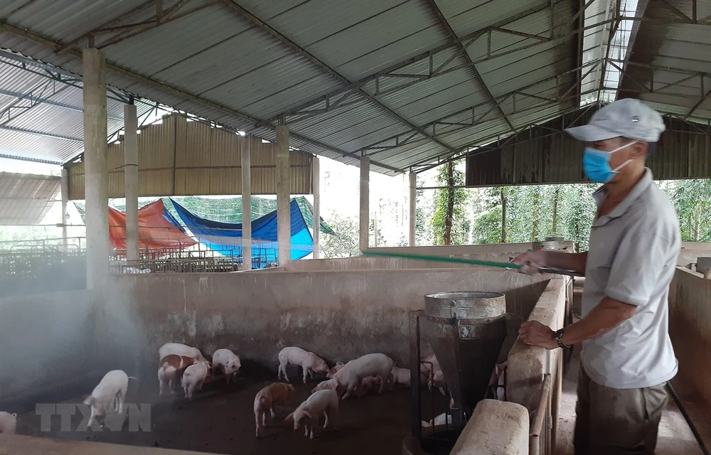 Phun hóa chất phòng, chống dịch tả lợn châu Phi tại trang trại chăn nuôi lợn của gia đình ông Phạm Minh Hiền, xã Xà Bang, huyện Châu Đức, Bà Rịa-Vũng Tàu. (Ảnh: Hoàng Nhị/TTXVN)