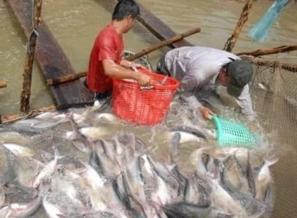 Cần tạo giá trị đặc biệt hơn để tạo thương hiệu cho cá tra Việt - Ảnh: VGP/Đỗ Hương