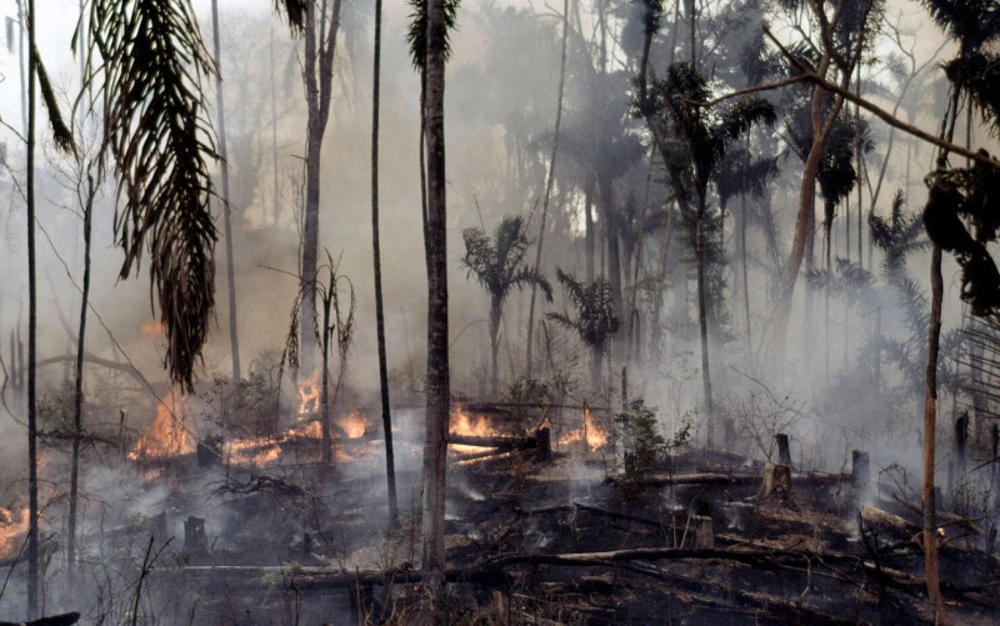 Vụ cháy rừng Amazon, Brazil gây thiệt hại nặng nề cho nước này. (WWF / Mauri Rautkari)