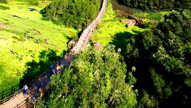 Trong hành trình du xuân về vùng Bảy Núi, rừng tràm Trà Sư đã đón gần 40.000 lượt du khách đổ về cùng thản bước trên cây cầu tre dài nhất Việt Nam