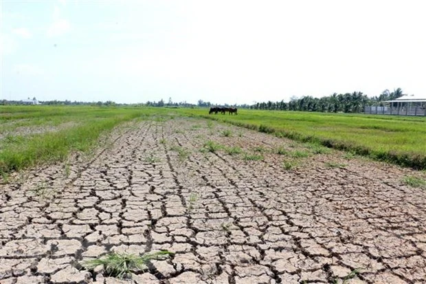 Hạn mặn ở Bến Tre khiến nhiều diện tích lúa bị thiệt hại. (Ảnh: Trần Thị Thu Hiền/TTXVN)