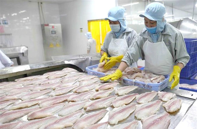 Chế biến cá tra xuất khẩu tại nhà máy của Tập đoàn Sao Mai (tỉnh An Giang). (Ảnh: Vũ Sinh/TTXVN)