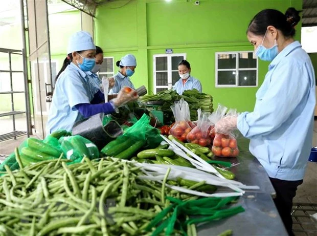Campuchia không có văn bản cấm nhập khẩu rau, củ, quả Việt Nam