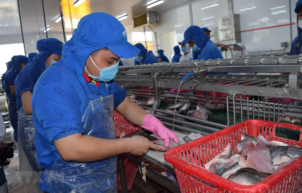 Quy trình sản xuất tại một cơ sở chế biến thủy sản của tỉnh Đồng Tháp. (Ảnh: Chương Đài/TTXVN)