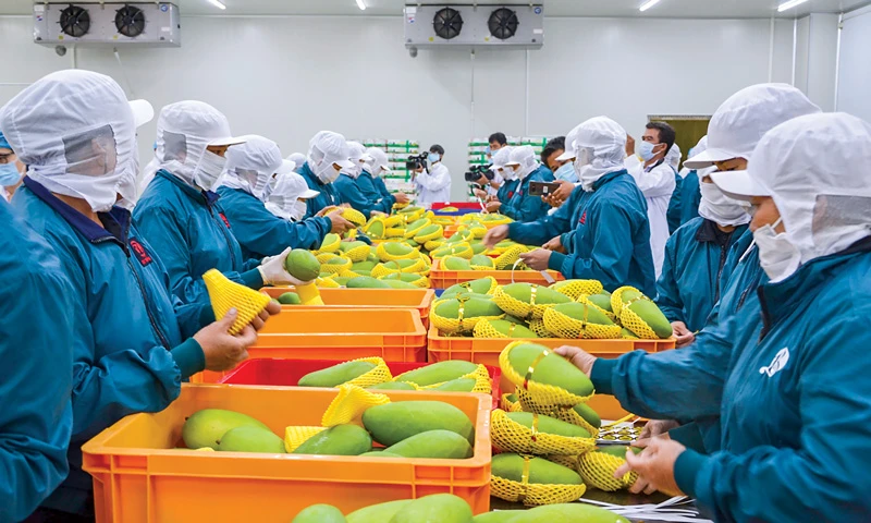Với mặt hàng trái cây thị trường EU rất dễ dãi, chỉ cần đạt tiêu chuẩn là cho nhập, nhưng tiêu chuẩn đòi hỏi bằng giấy chứng nhận không chỉ chất lượng mà còn là môi trường, xã hội... lại rất khó với doanh nghiệp Việt. 
