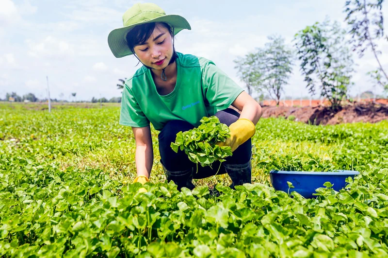 Bà Nguyễn Ngọc Hương tại vùng trồng nguyên liệu rau má của mình theo chuẩn quốc tế.