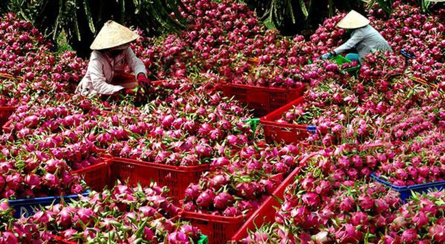 Nông sản Việt Nam “được lòng” thị trường Ấn Độ