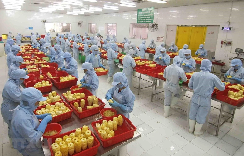 Chế biến sản phẩm dứa đóng hộp tại nhà máy của Công ty CP xuất nhập khẩu nông sản An Giang. (Ảnh: TTXVN)