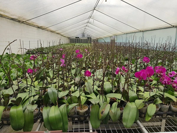 Mô hình trồng hoa lan công nghệ cao tại Hợp tác xã Đan Hoài (Hà Nội) - Ảnh: VGP