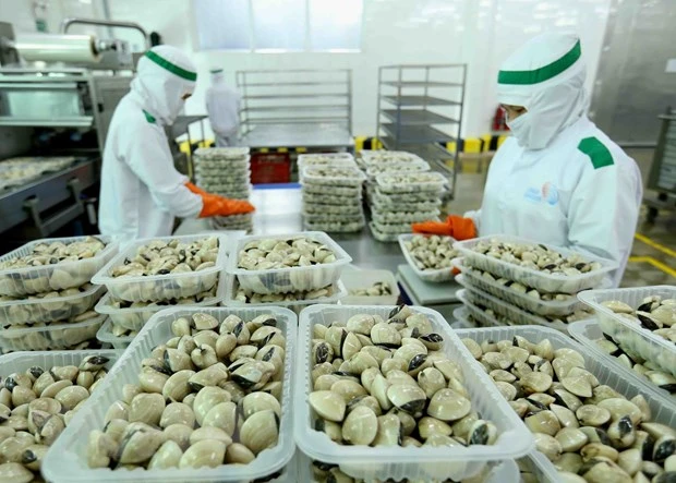 Chế biến ngao tại Công ty Lenger Việt Nam (Lenger Seafoods Vietnam) xuất khẩu sang EU, Anh, Nhật Bản, Mỹ, Hàn Quốc. (Ảnh: TTXVN)