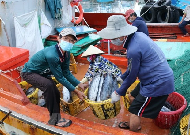 Ngư dân vận chuyển cá tại cảng cá Đông Hải, thành phố Phan Rang-Tháp Chàm, tỉnh Ninh Thuận. (Ảnh: Nguyễn Thành/TTXVN)