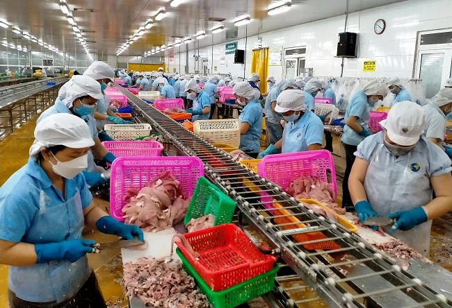 Chế biến cá tra xuất khẩu ở Tập đoàn Nam Việt
