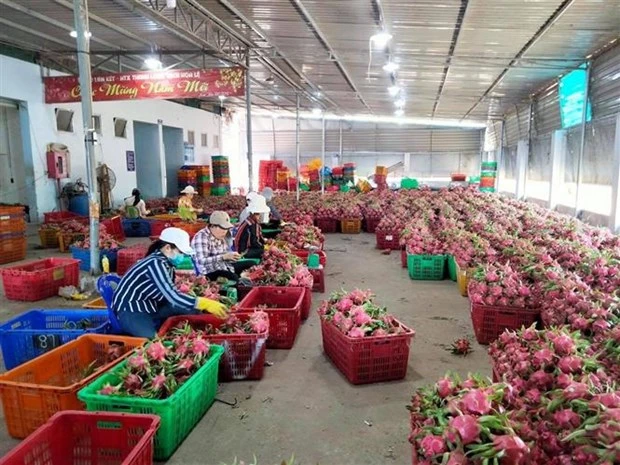 Phân loại trái thanh long ở Bình Thuận trước khi mang đi tiêu thụ. (Ảnh: TTXVN)