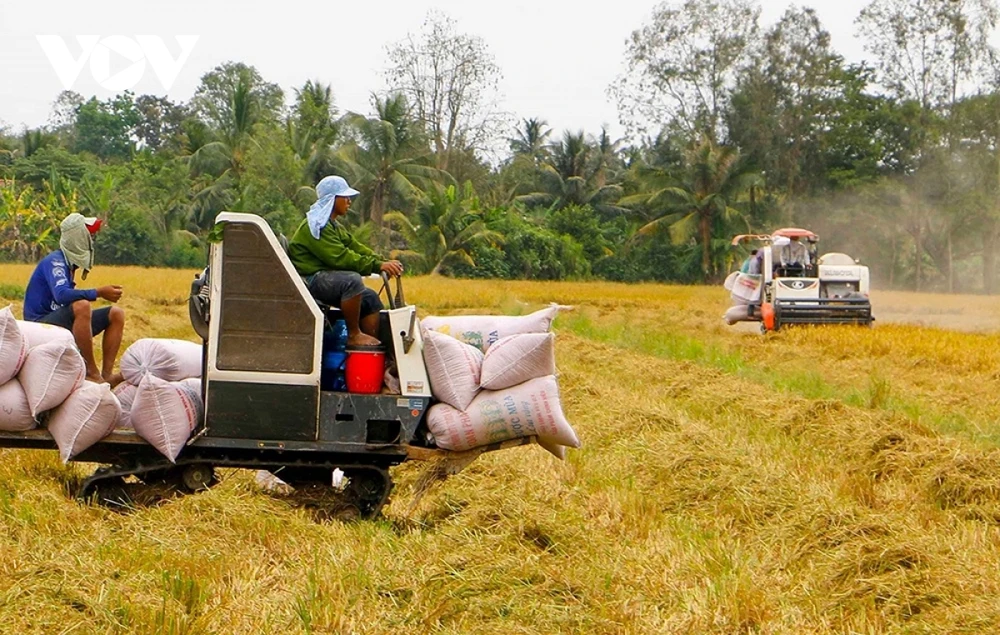 Giá gạo xuất khẩu của Việt Nam tiếp tục duy trì vị trí dẫn đầu.