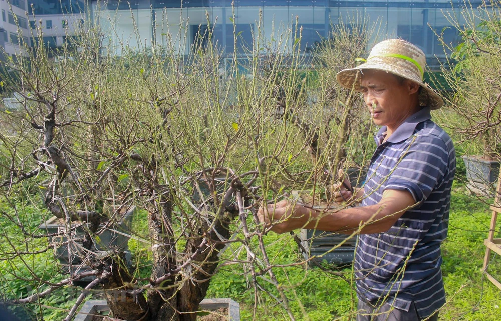 Người dân trồng đào Nhật Tân hối hả chăm sóc cây hoa để chuẩn bị cho vụ Tết Nguyên đán năm 2023. (Ảnh: Việt Anh/Vietnam+)