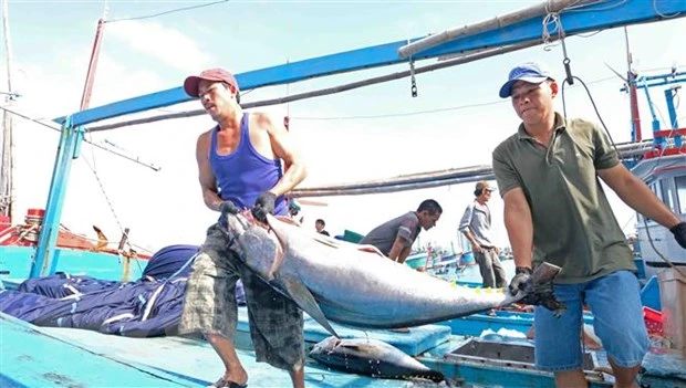 Ngư dân Khánh Hòa khai thác cá ngừ đại dương. (Ảnh: TTXVN)