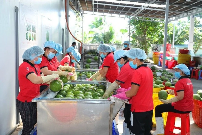 Trái cây Việt Nam đang rộng đường xuất khẩu sang Trung Quốc. (Ảnh: HÀ AN)